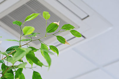 Green Plant And Air Vent